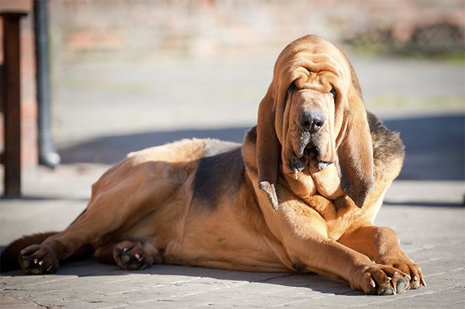Bloodhound Özellikleri ve Bakımı