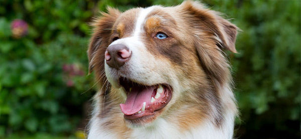 Avustralya Çoban Köpeği Cinsi Hakkında Bilgiler