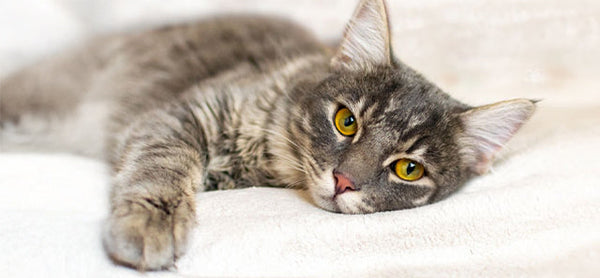 Kedi Lösemi Aşısı Hakkında Bilinmesi Gerekenler