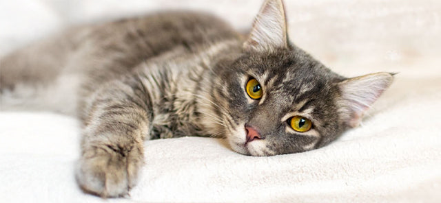 Kedi Lösemi Aşısı Hakkında Bilinmesi Gerekenler