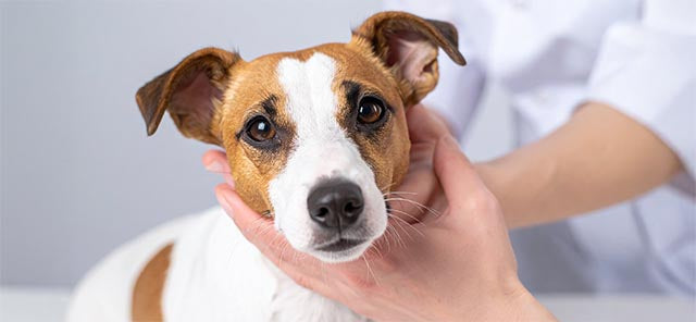 Köpeklerde Egzama: Tedavisi, Belirtileri ve Çözümleri