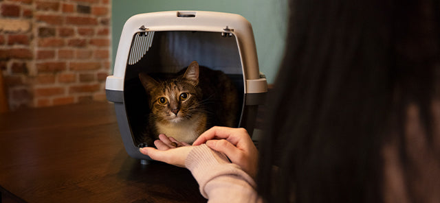 Barınaktan Kedi Sahiplenme Şartları