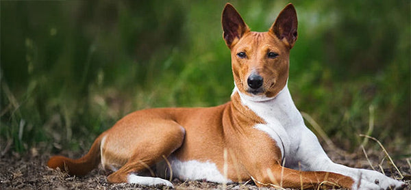 Basenji Köpeği: Özellikleri ve Bakımı Hakkında Bilmeniz Gerekenler