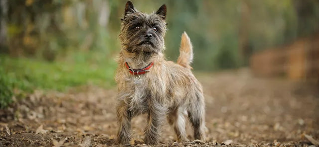 Cairn Terrier’in Özellikleri ve Diğer Terrier Irklarından Farkları