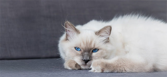 Colorpoint Shorthair Kedisi: Özellikleri ve Günlük Bakımı