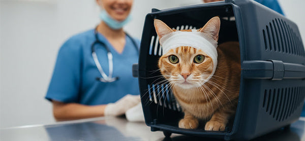 Kedi Kafasını Çarparsa Ne Yapılmalı?