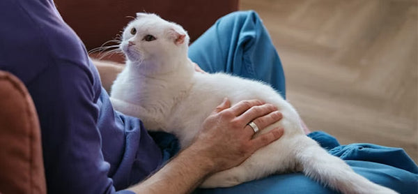 Kedi Sahiplendirme: Adım Adım Rehber
