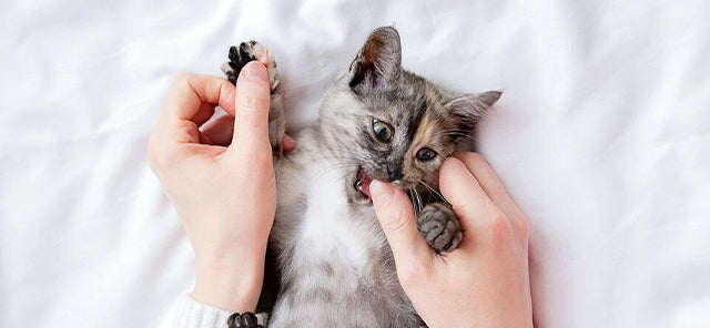 Kedi Tırmalarsa Ne Yapmalısınız?