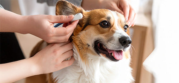 Köpek Kulak Temizliği Sıklığı ve Doğru Uygulama