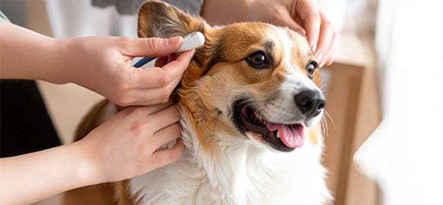 Köpek Kulak Temizliği Sıklığı ve Doğru Uygulama
