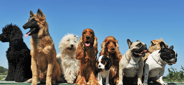 Köpek Özellikleri Nelerdir?