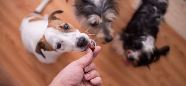 Köpeğinizin Sağlığı İçin Vitamin ve Takviye Ürünleri