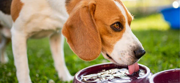 Köpeğiniz İçin Su Kabı Seçerken Dikkat Edilmesi Gereken 8 Önemli Nokta