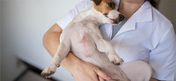 Köpeklerde Mantar Aşısı Yan Etkileri Nelerdir?