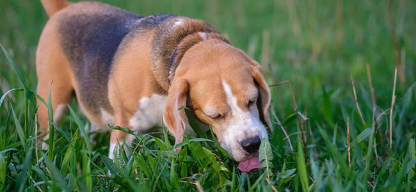 Köpekler Neden Kusar?