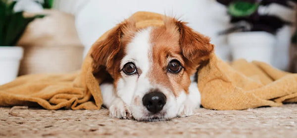 Köpeklerde Titreme Neden Olur?