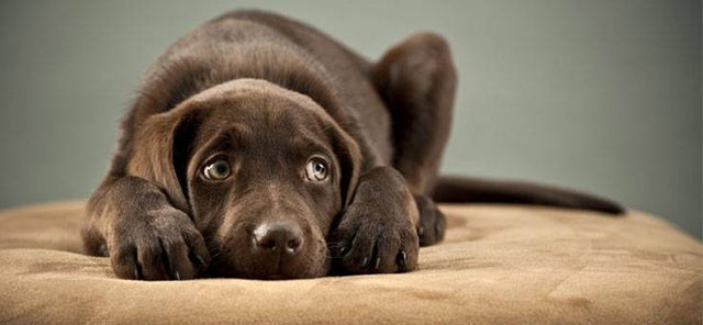Köpekler Nelerden Korkar?
