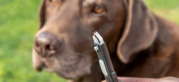 Köpeklerde Lyme Hastalığı