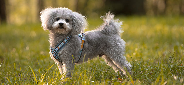 Rus Finosu Köpeği: Özellikleri ve Karakteri