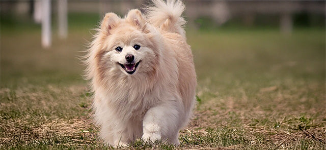 Spitz Köpeği Hakkında Her Şey: Irkı, Özellikleri ve Bakımı