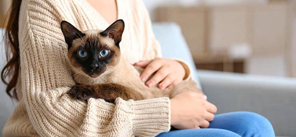 Tonkinese Kedisi: Özellikleri, Karakteri ve Bakımı