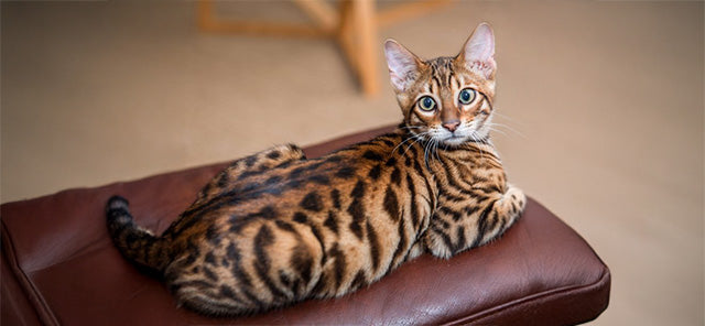 Kaplan Görünümlü Sevimli Dostlar: Toyger Irkı Kedilerin Özellikleri